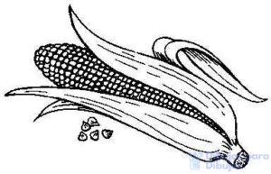 imagenes de plantas de maiz