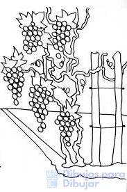 imagenes de uvas para dibujar