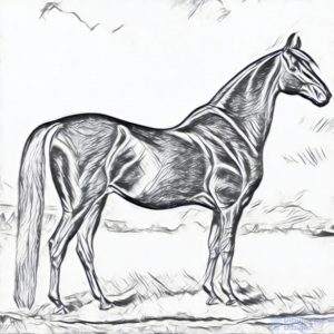 Dibujos de caballos para colorear