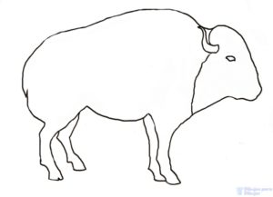 bufalo imagen