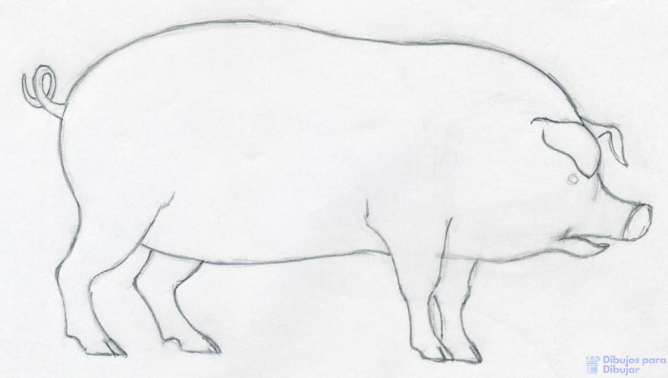 Свинья карандашом. Свинья сбоку карандаш. Рисунок свиньи для срисовки. Поросенок рисунок.