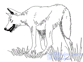 como dibujar un lobo realista