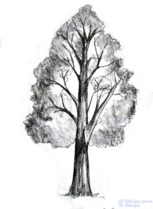 como dibujar un tronco de arbol