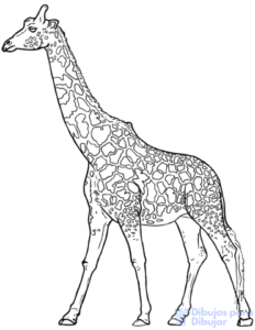 cómo se dibuja una jirafa