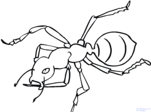 dibujar una hormiga