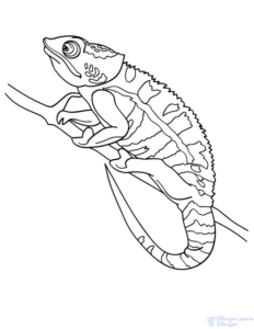 dibujar una lagartija