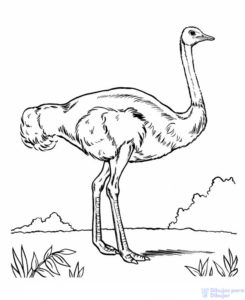 dibujo de avestruz para colorear