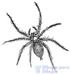 dibujos de arañas faciles