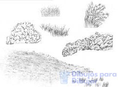 dibujos de hierbas arbustos y arboles