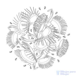 dibujos de las plantas carnivoras