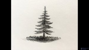 dibujos de pinos para colorear
