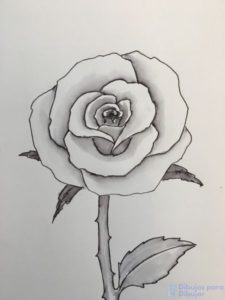 dibujos de rosas faciles