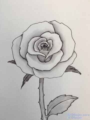 磊 Dibujos de rosas【+900】Lindos trazos florales