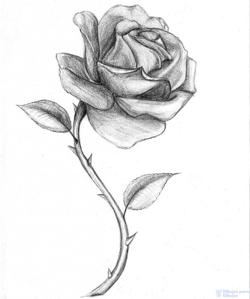 磊 Dibujos De Rosas【900】lindos Trazos Florales