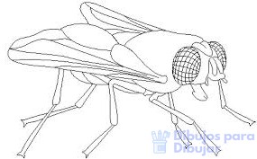 dibujos infantiles de insectos