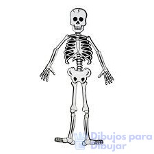 esqueleto humano animado