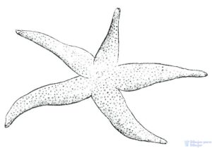 estrella de mar para niños