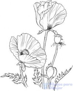 flor de amapola fotos