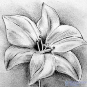 flor de azucena blanca