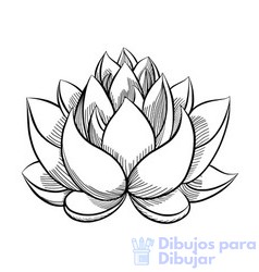 flor de loto dibujo a color