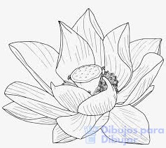 flor de loto dibujo para tatuaje
