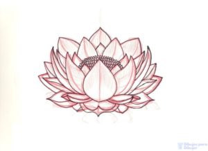 flor de loto wallpaper