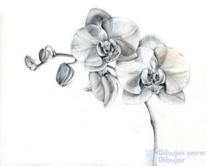 flores orquideas fotos