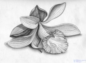 flores orquideas imagenes