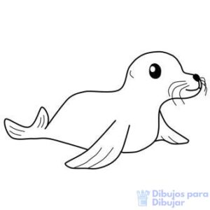 focas marinas