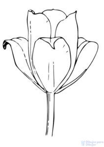 fotos de flores tulipanes