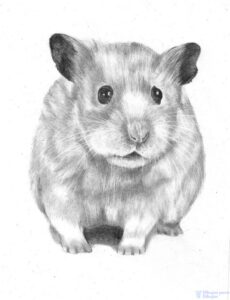 hamster para pintar