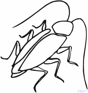 imagen cucaracha