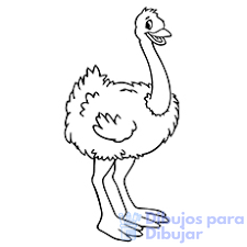 imagenes de avestruz para imprimir