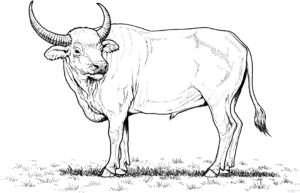 imagenes de bufalos en caricatura