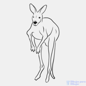 imagenes de canguros australianos