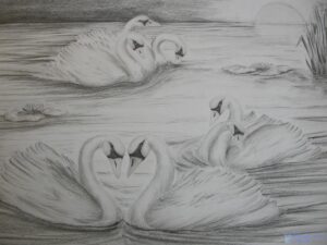 imagenes de cisnes para dibujar