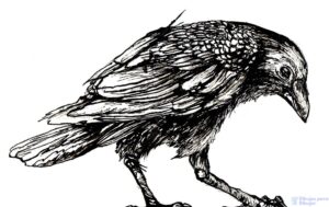 imagenes de cuervos goticos