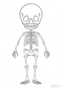 imagenes de esqueleto humano