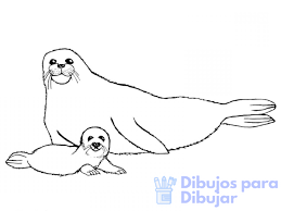 imagenes de focas para dibujar