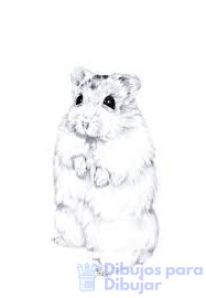 imagenes de hamster para dibujar