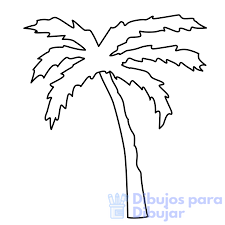 imagenes de palmeras de jardin
