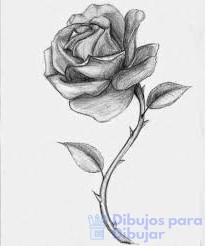 imagenes de rosas lindas