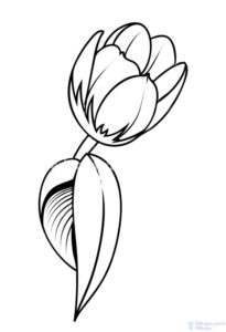 imagenes de tulipanes morados