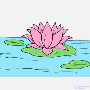 imagenes de una flor de loto
