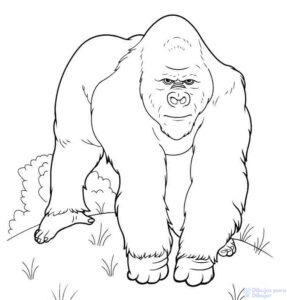 imagenes gorilas animados