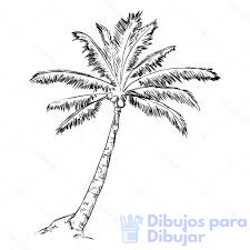 imagenes palmeras tropicales