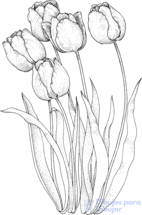 laminas de tulipanes