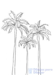 palmeras tropicales fotos
