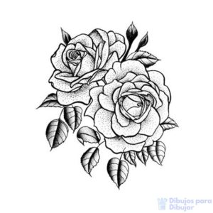 rosas dibujos a lapiz