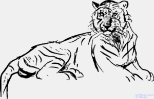Como dibujar un tigre para niños